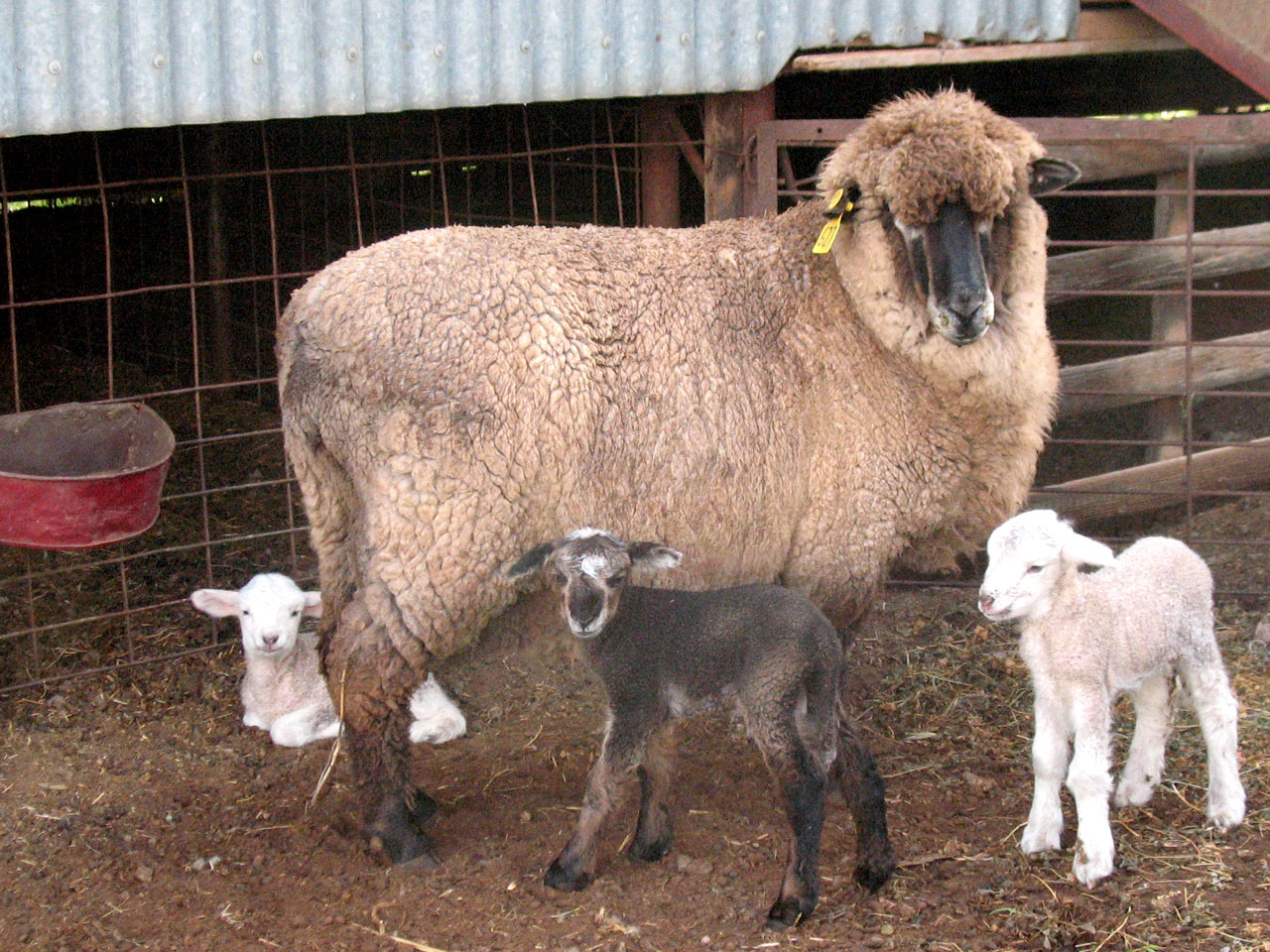 corriedale-ewe-triplets